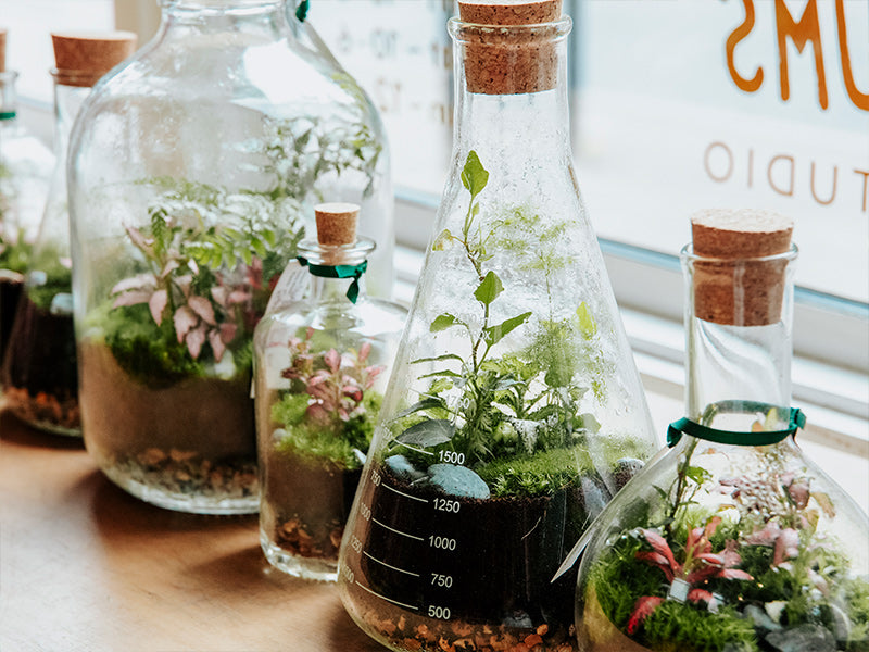 5 Minutes with... London Terrariums