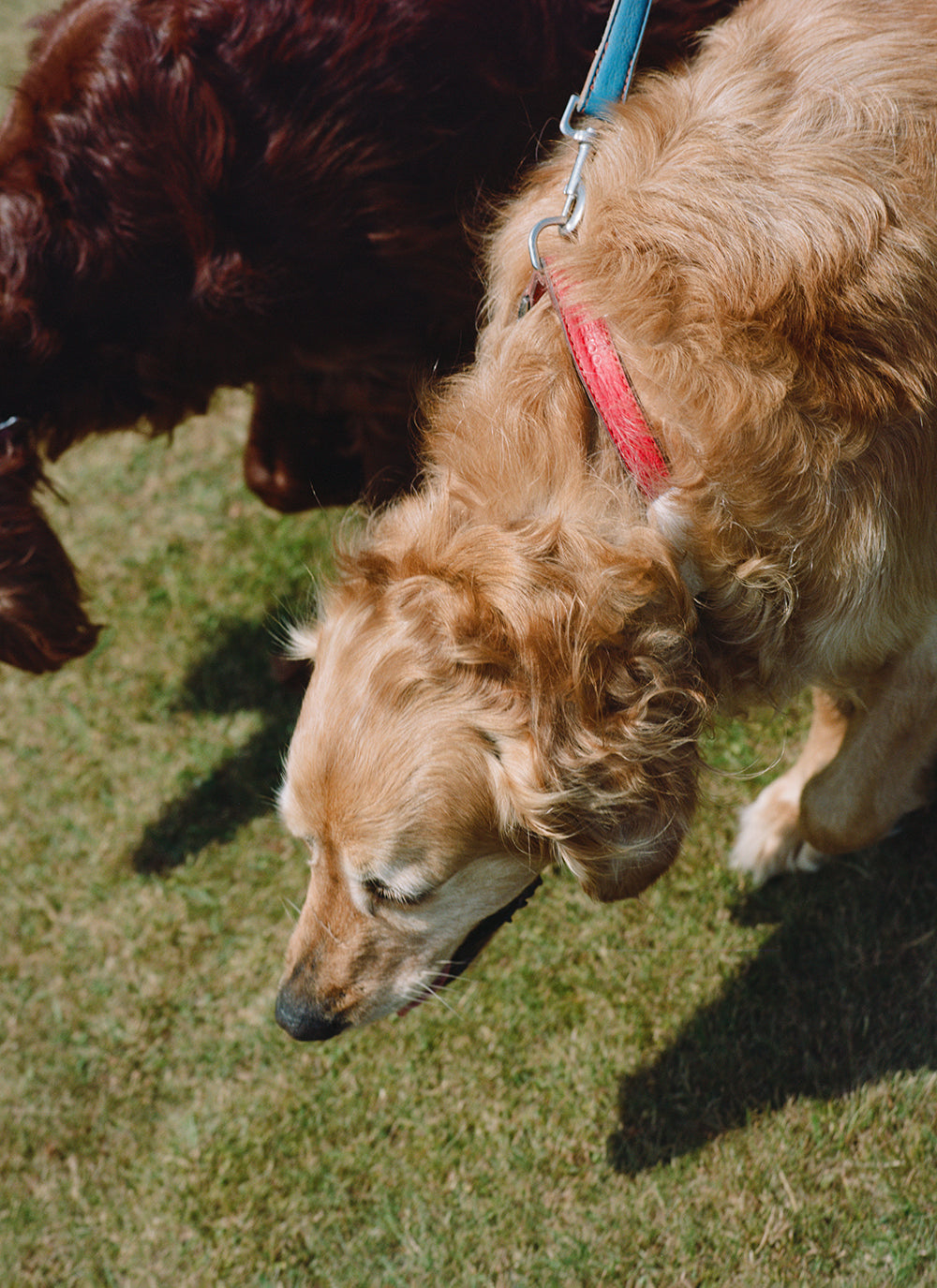 Two dogs walking on grass in a lifestyle photo for a Percival campaign.